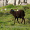 St. Kilda Sheep